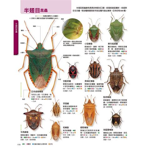 蟲類查詢|昆蟲分類表